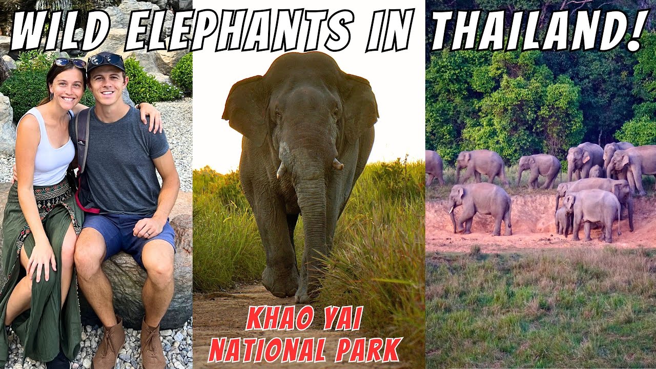 Where To See WILD Elephants in Thailand! Bangkok to Khao Yai National Park