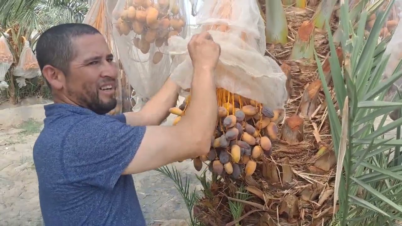 Aquí en coachella en la cosecha de datil