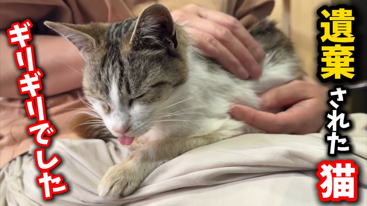子猫6匹を殺された母猫の現在の体調について
