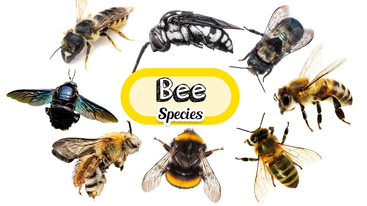 Bee Species / Different Types of Bees! / Leo & Lia Kids TV