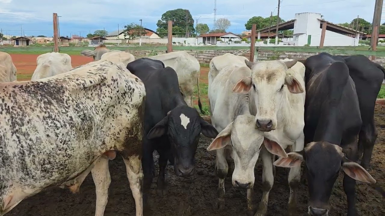 UM LEILAO COM PREÇOS BEM DIFERENTE DOS ULTIMOS LEILOES.