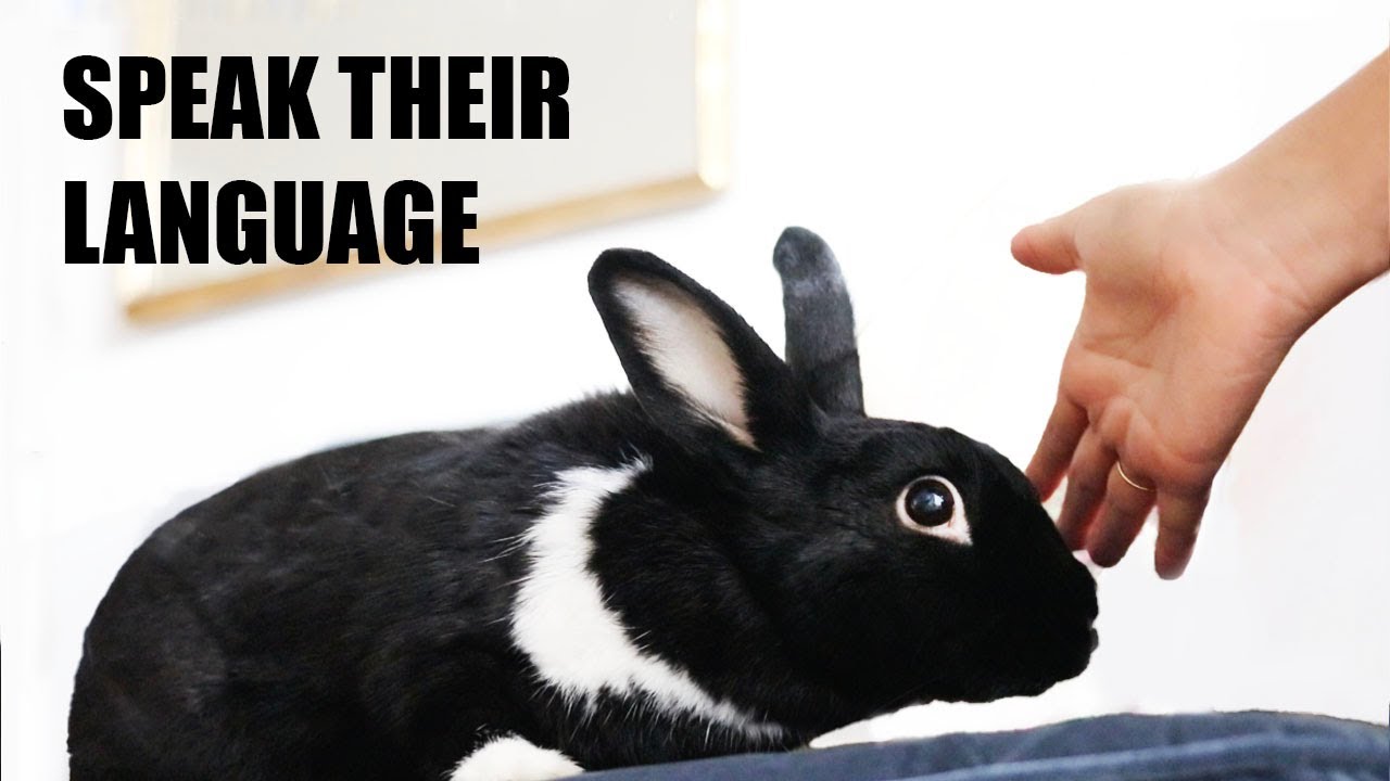 10 Ways to Tell Your Bunny You Love Them!