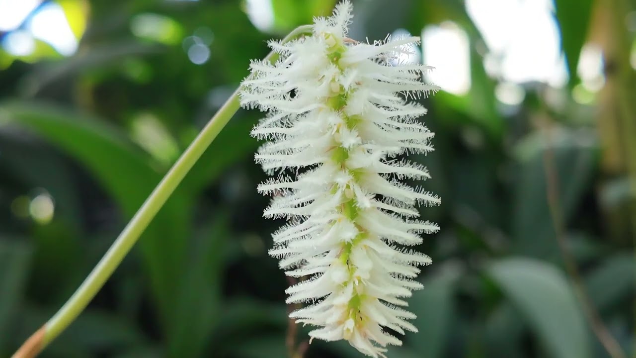 高知県立牧野植物園 2026 ラン展