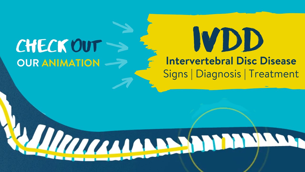 Intervertebral Disc Disease (IVDD) in Dogs and Cats