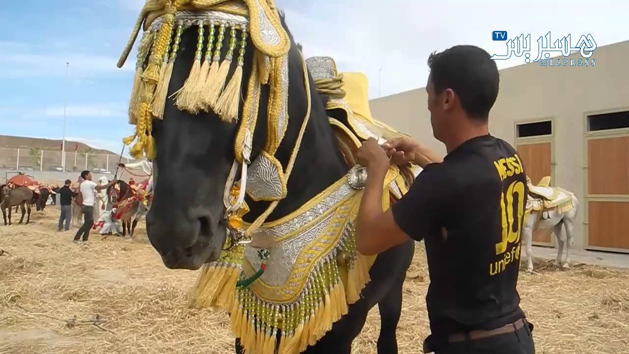 خيول قبل التبوريدة