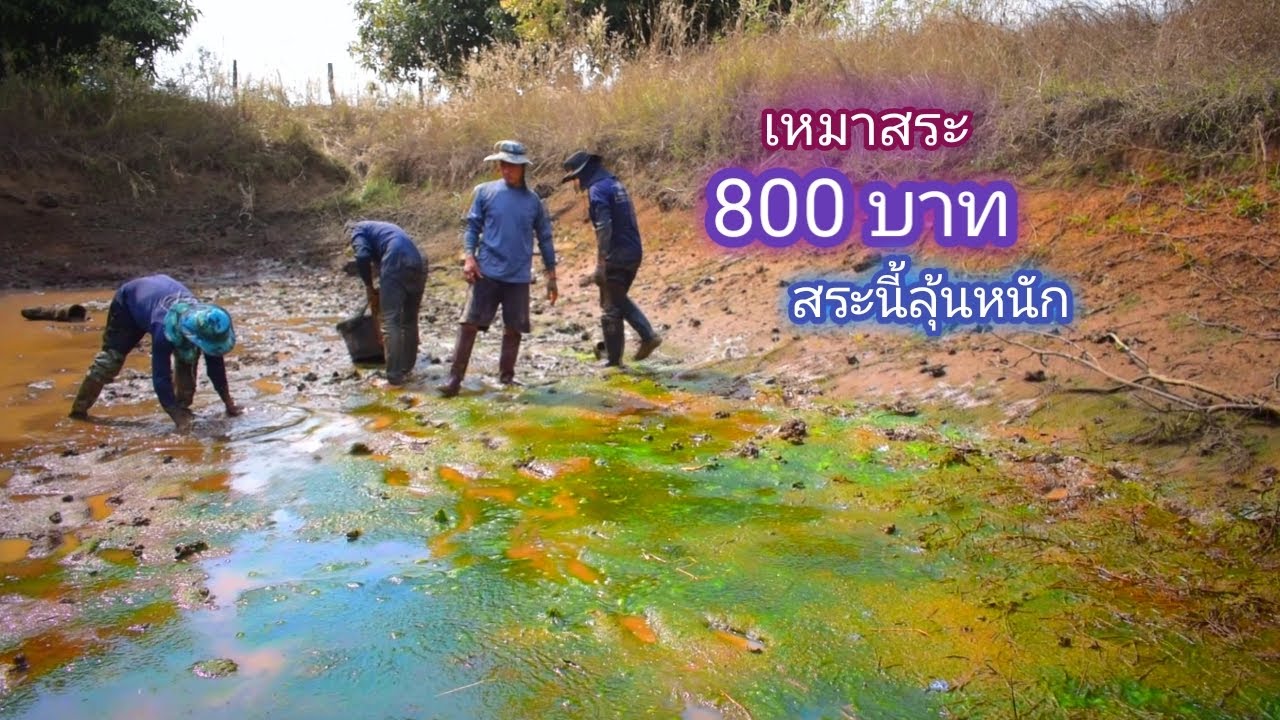 เหมาสระ 800 บาท สระนี้ เจ้าของสระลดราคาให้ เพราะคิดว่าไม่มีปลา ดันเจอตัวใหญ่เฉยเลย / บ้านนอก EP.457