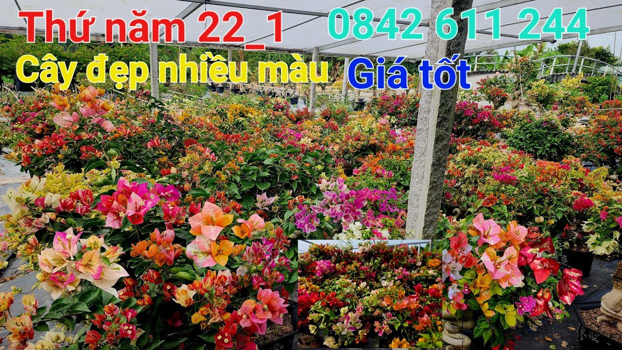 Ngày 22_1_2025 cây đẹp nhiều màu giá tốt ☎️0842 611 244. CTMT 