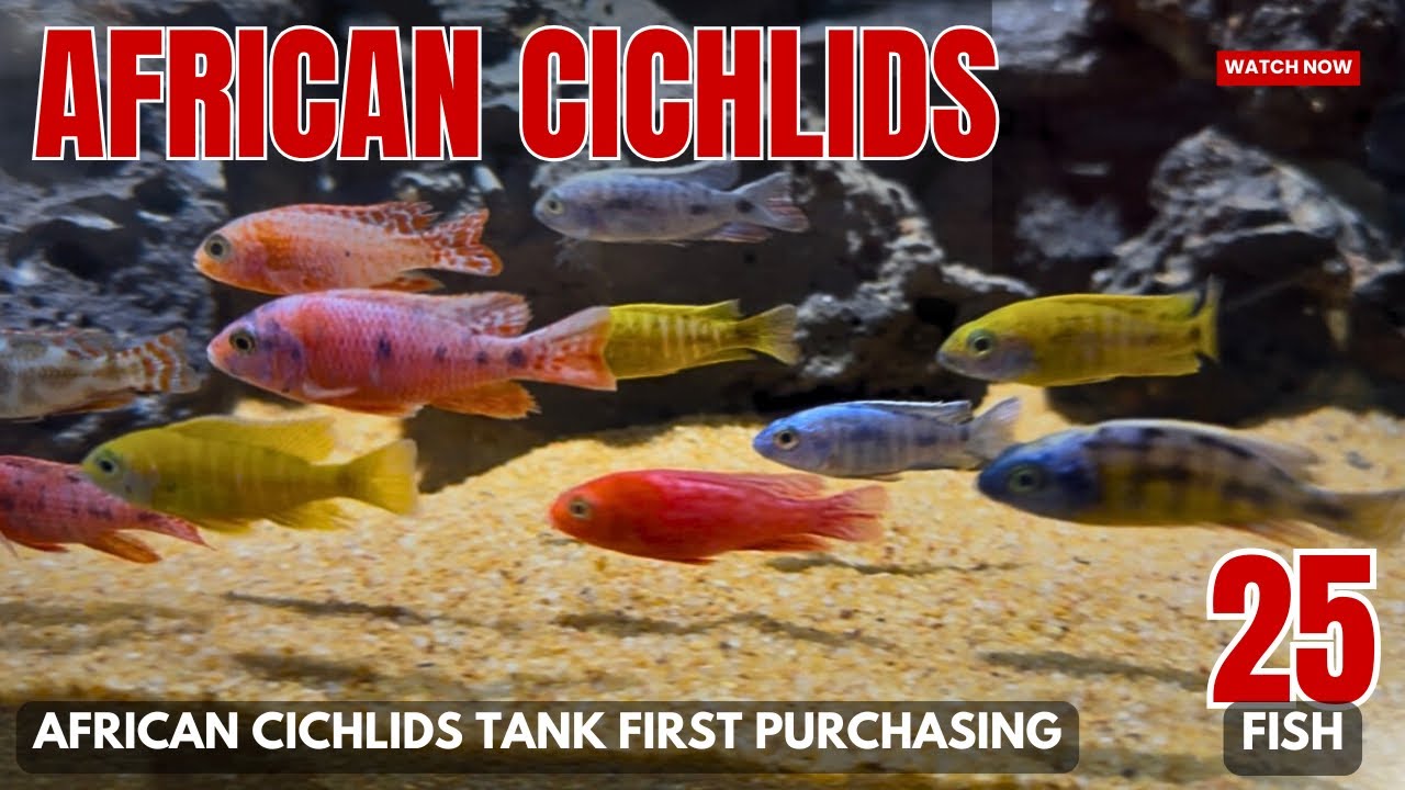 African Cichlids Tank Shopping Begins! Bought 25 Colorful Cichlids - Imran’s World