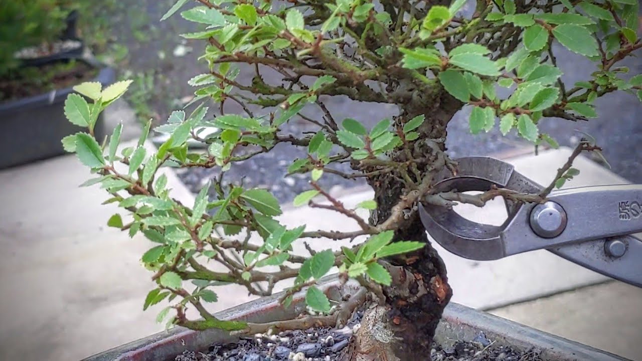 Shohin cork bark Elm I bought for cuttings gets a quick trim