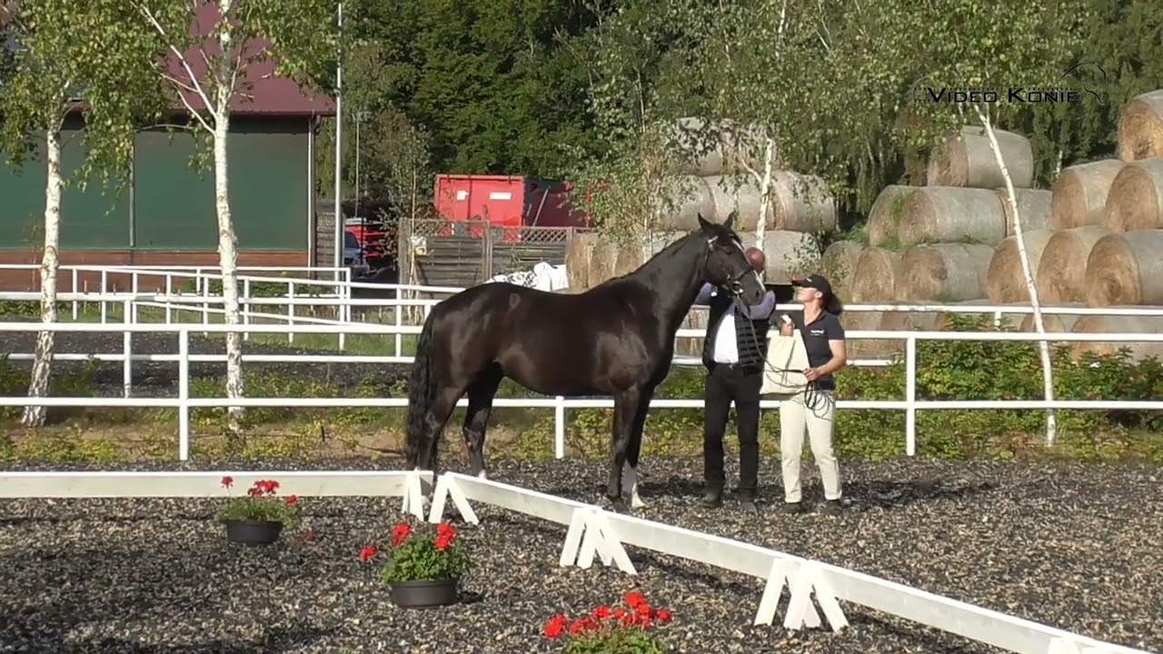 ogier MAXIMUS S ur. 2022 rasa SP (LISSARO x WELTSTEIN x DIADES)