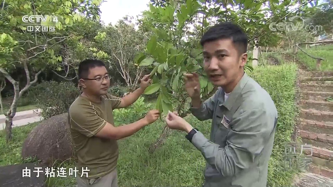 [远方的家]神奇动物在中国 走进蝴蝶监测样线| CCTV中文国际