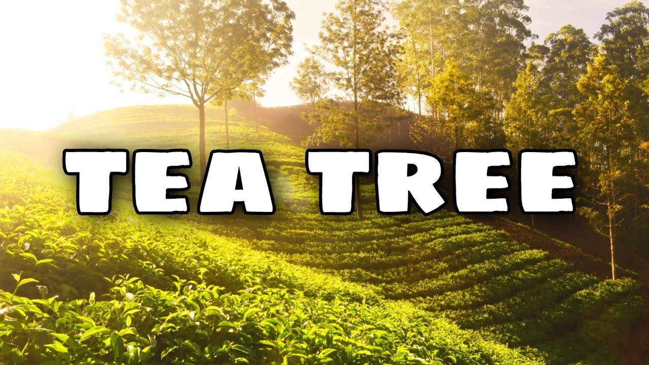 Il Tea Tree: Una pianta dalle molteplici propriet&agrave; benefiche