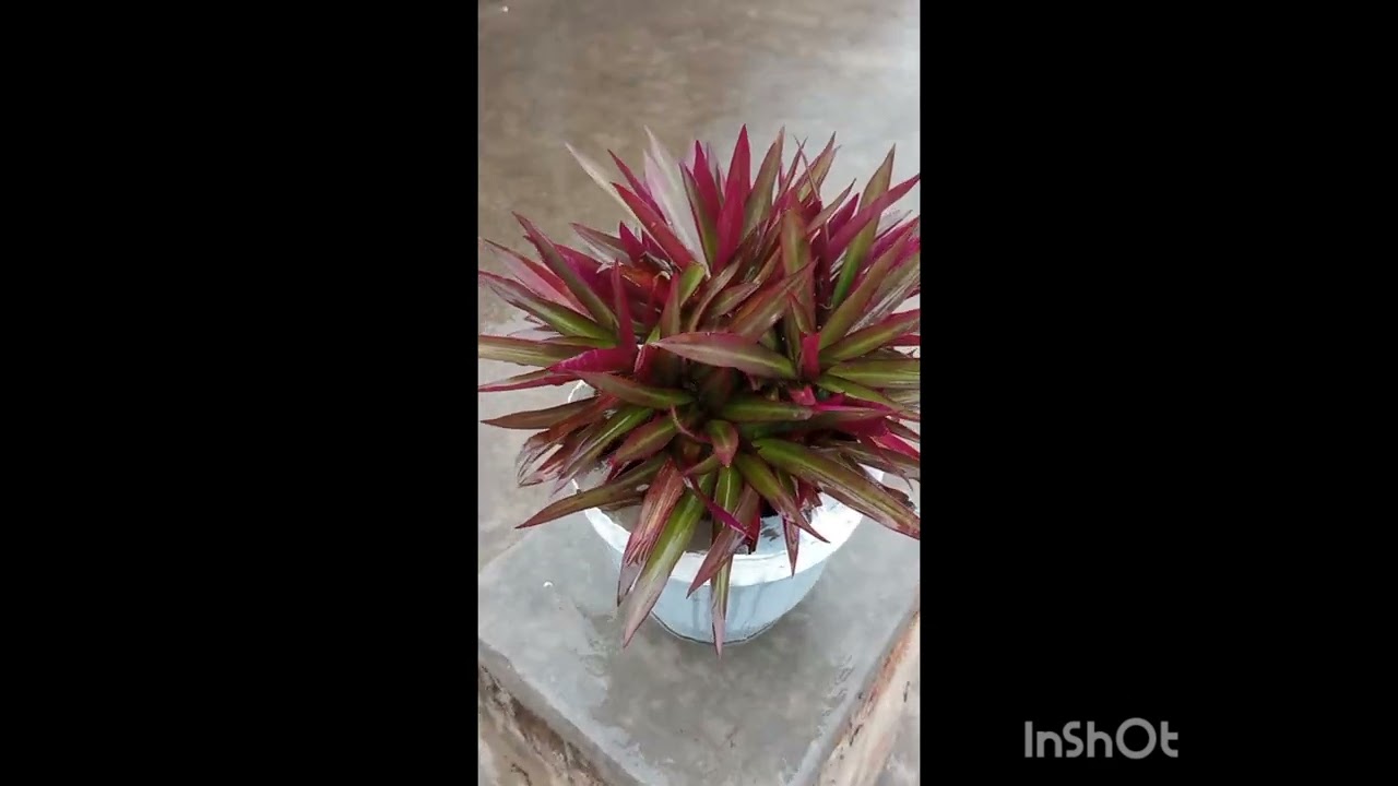 My terrace garden beautiful boat lily plant@cnliziqi @GetMyHarvest @farmya @HannahsRecipes