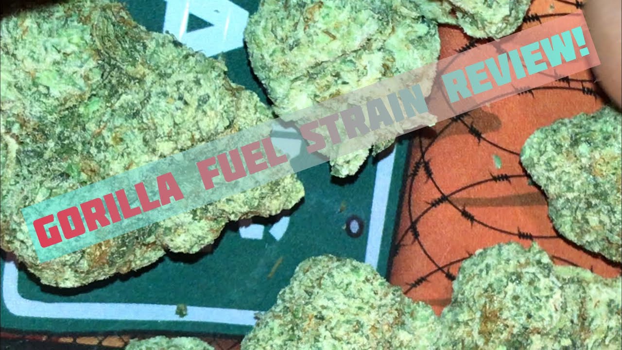 Gorilla Fuel Strain Review!