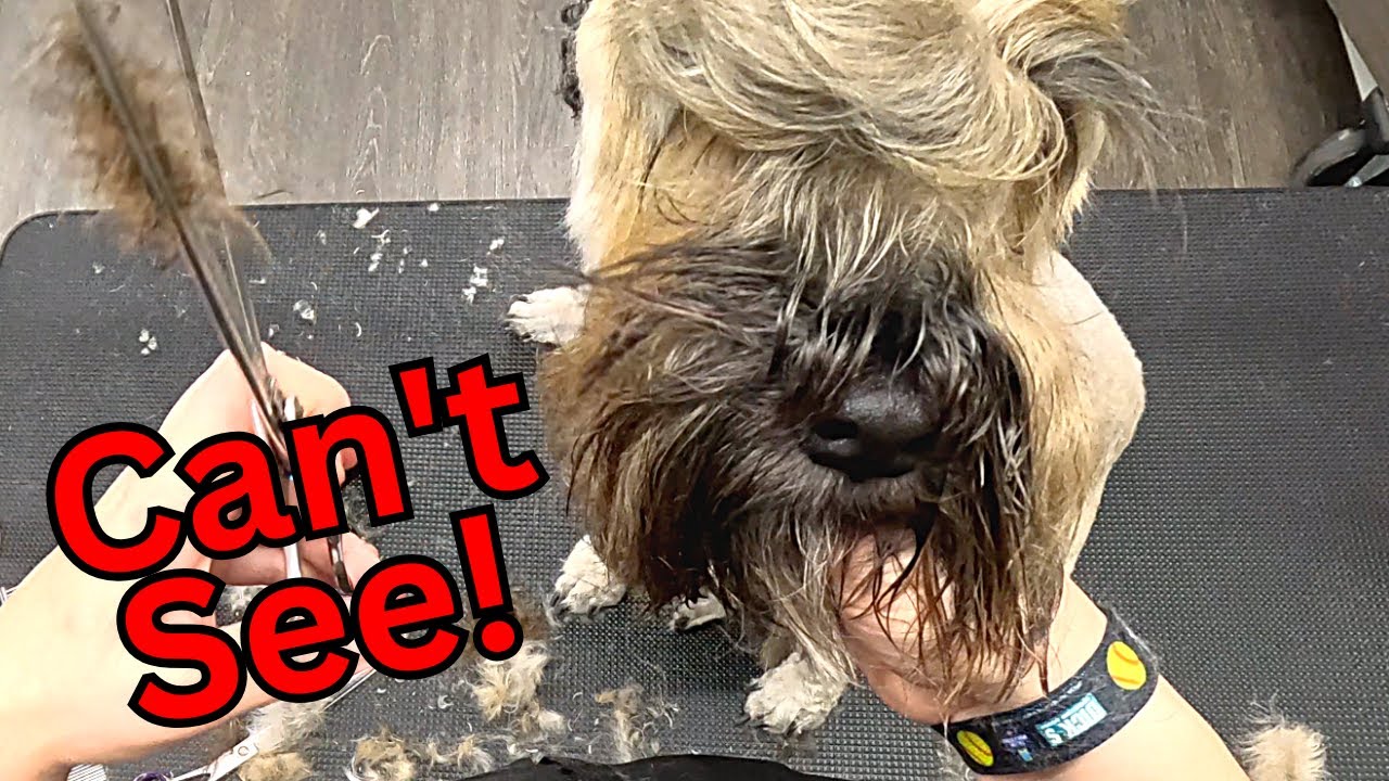 MAJOR Trim Down On Wheaten Terrier