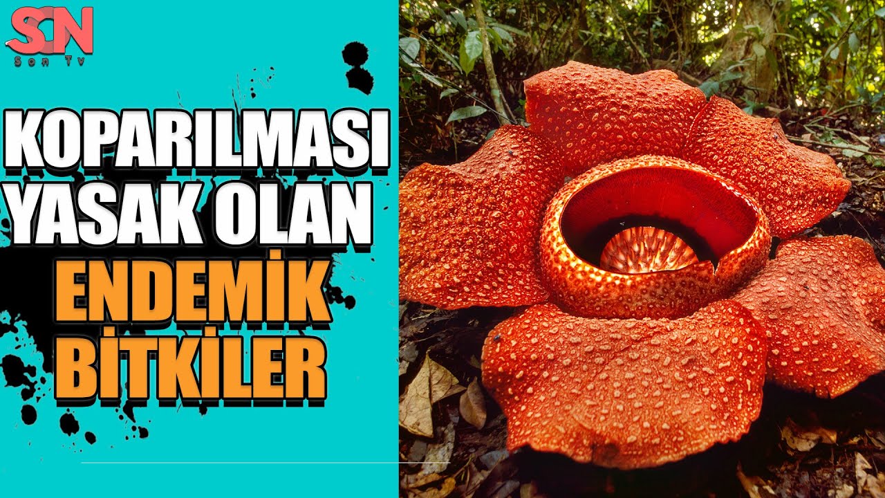 Koparılması yasak olan endemik bitkilere zarar verenlere para cezası