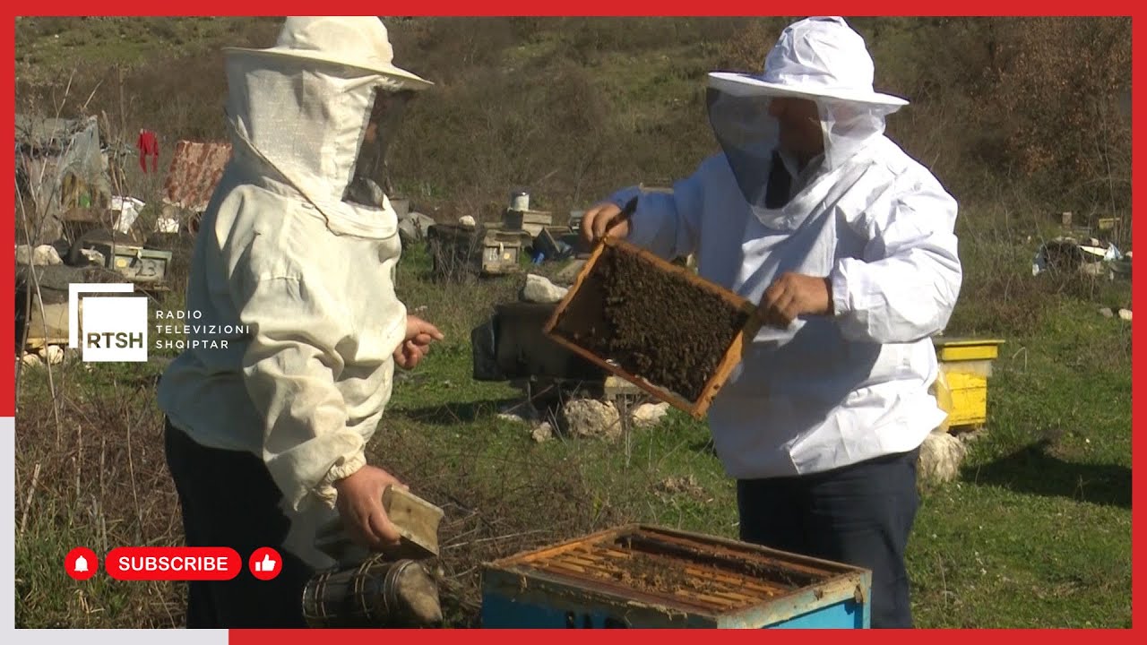 Speciale | Tradita dhe pasioni për bletët, familja Osmani nga Gjirokastra kujdeset për 350 koshere