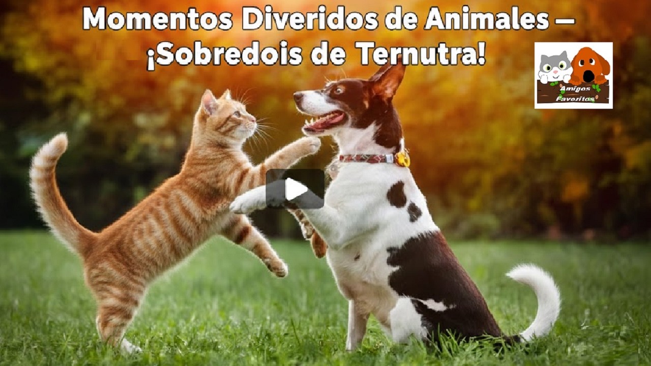 Momentos Divertidos de Animales — ¡Sobredosis de Ternura!