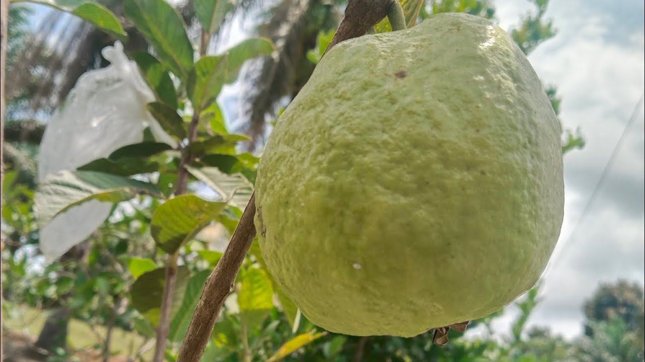 Eksekusi jambu kristal,, fresh baru petik dari pohonnya #berkebun #garden #tabulampot #farming 