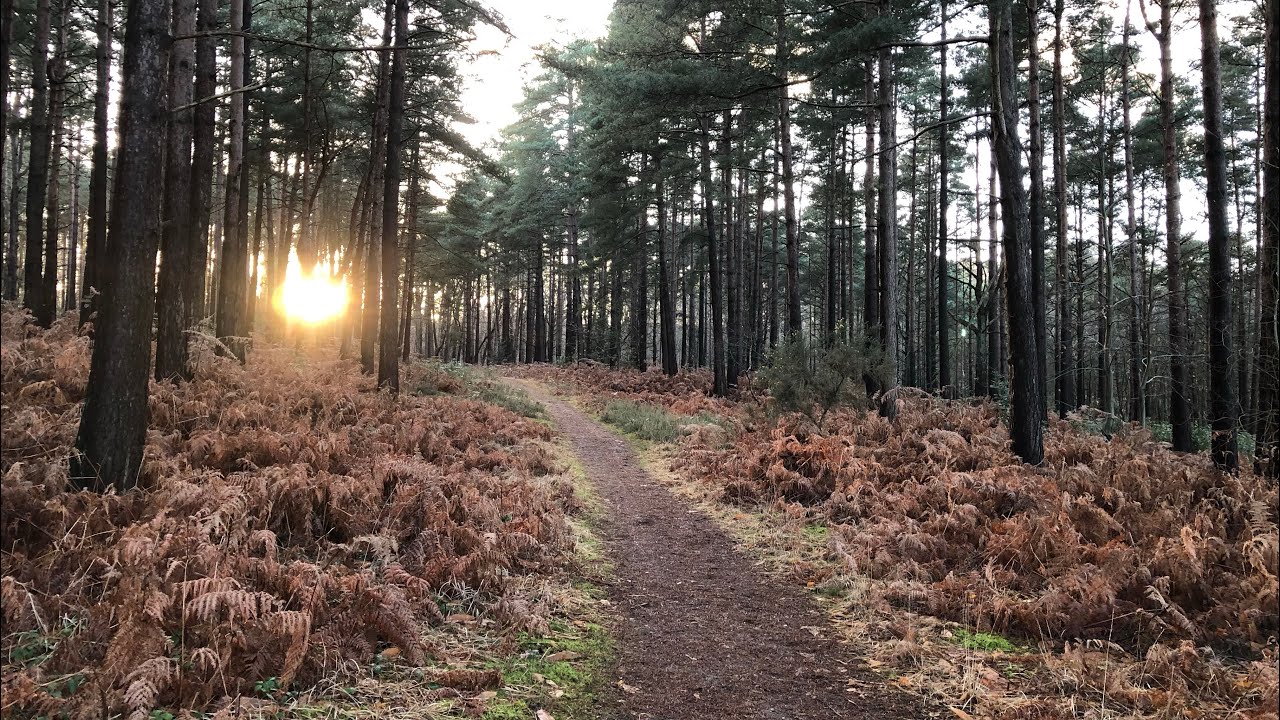 Sun Setting Evening forest walk (4k) Relaxing Virtual Walk in the Woods