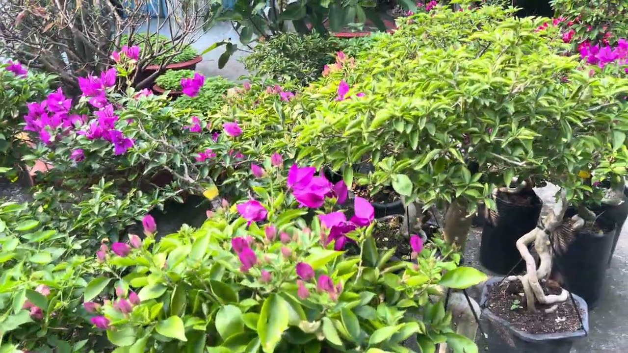 Chuẩn bị Tết Bính Ngọ