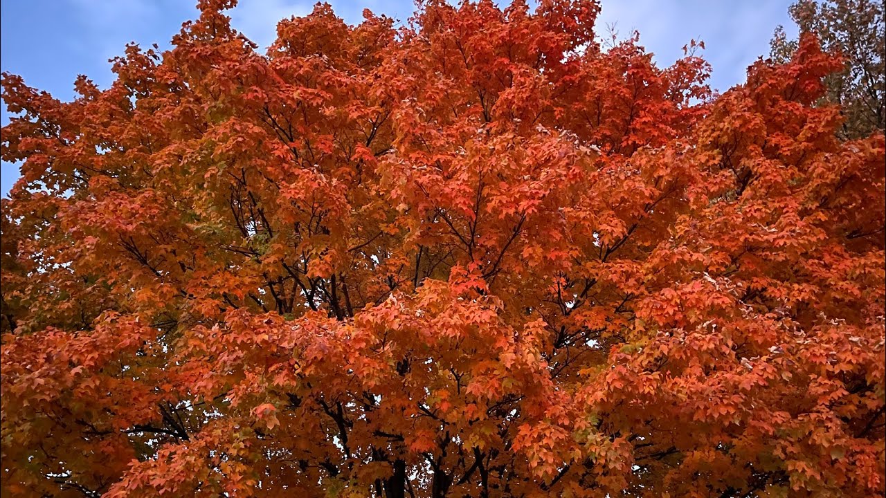 Autumn