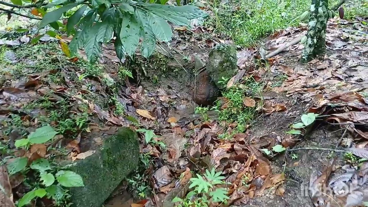 DOMINGO NA ROÇA   15 02 2026 