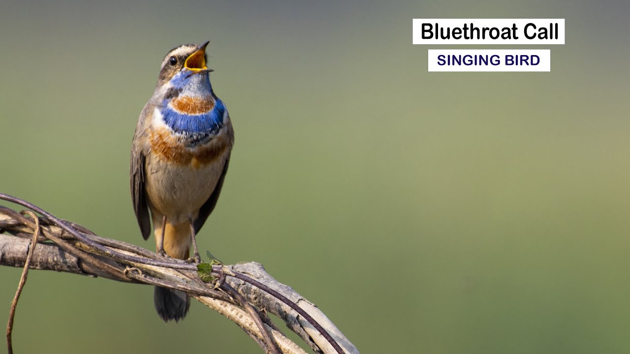 Bluethroat Bird | Bluethroat Call | Bluethroat Sound | Bird singing | Bird Song |Wildlifephotography