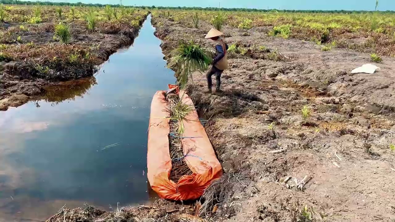 KEHIDUPAN DI PERKEBUNAN KELAPA SAWIT