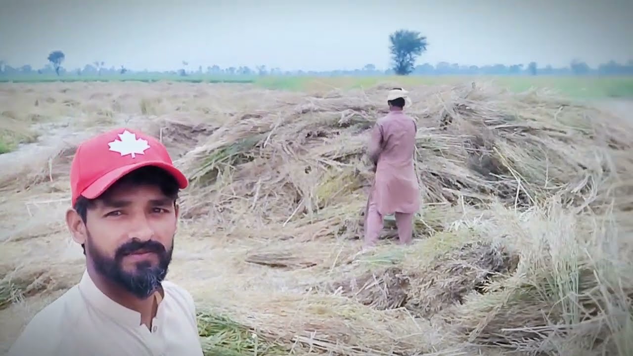 Mustard Harvesting in Village | Village Life Farming Pakistan | Traditional Farming 2026 #harvesting
