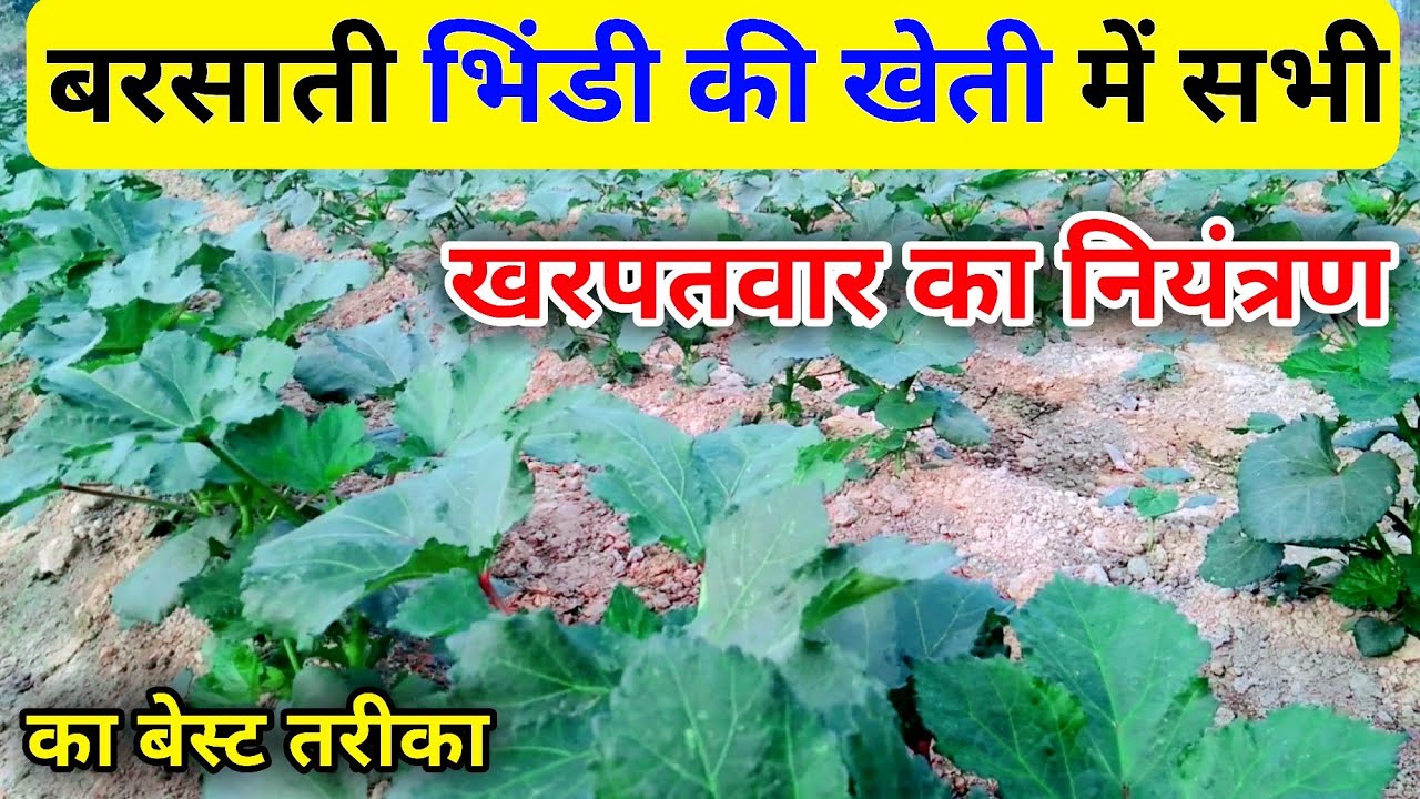 बरसाती भिंडी की फसल में खरपतवार नियंत्रण | Bhindi me kharpatwar nashak dawa | bhindi ki kheti | okra