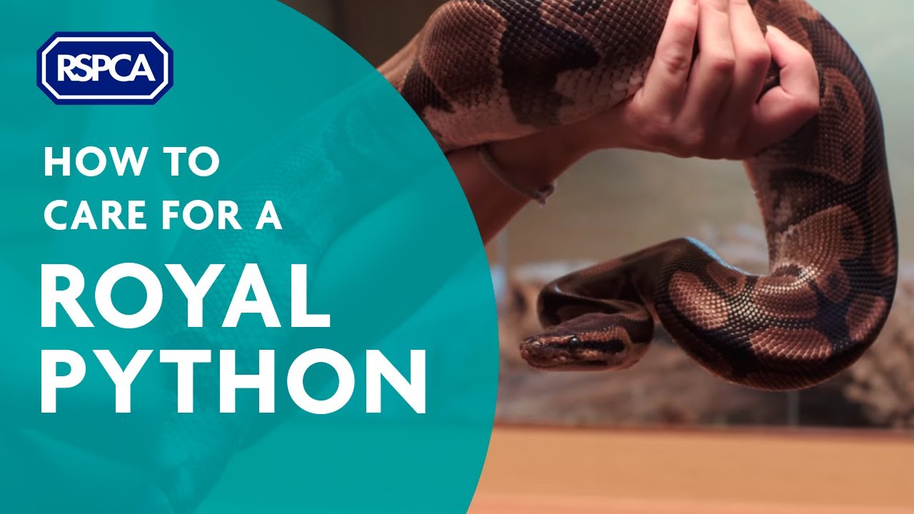 How to care for a royal python