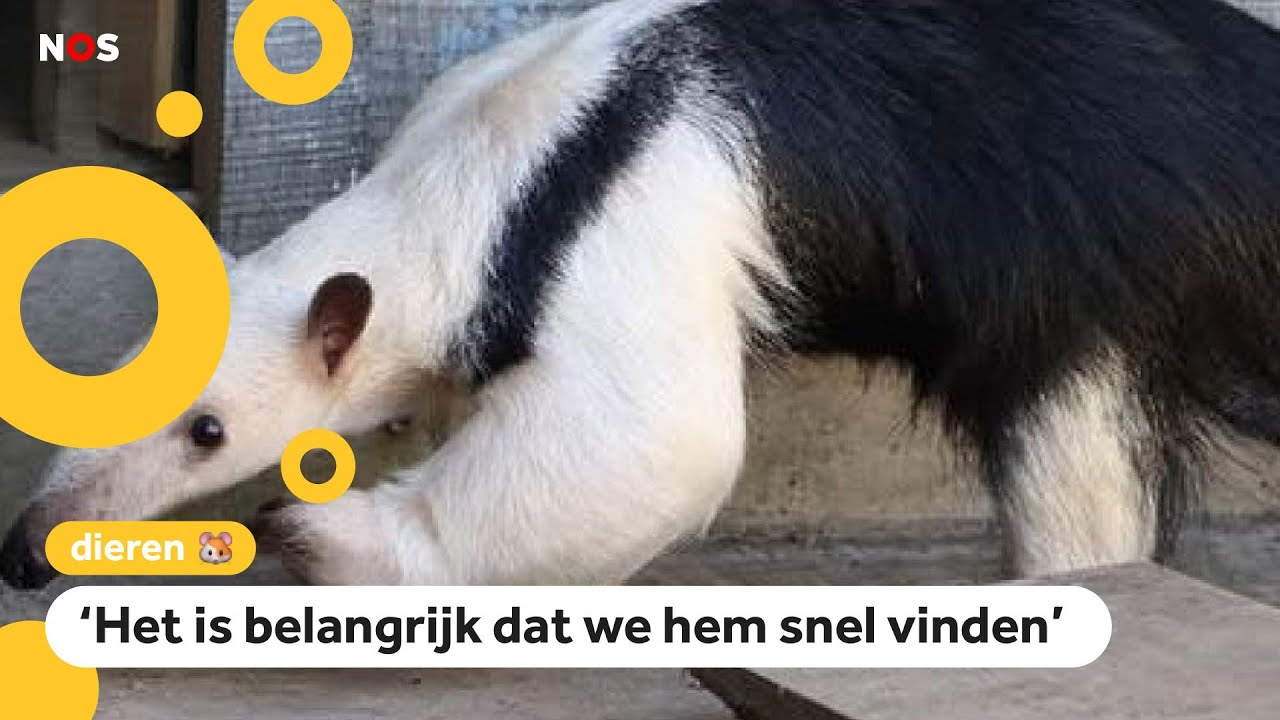 Ontsnapte boommiereneter nog altijd zoek