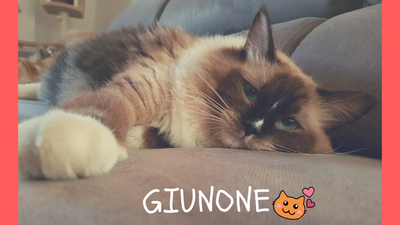 La mia RAGDOLL  😺