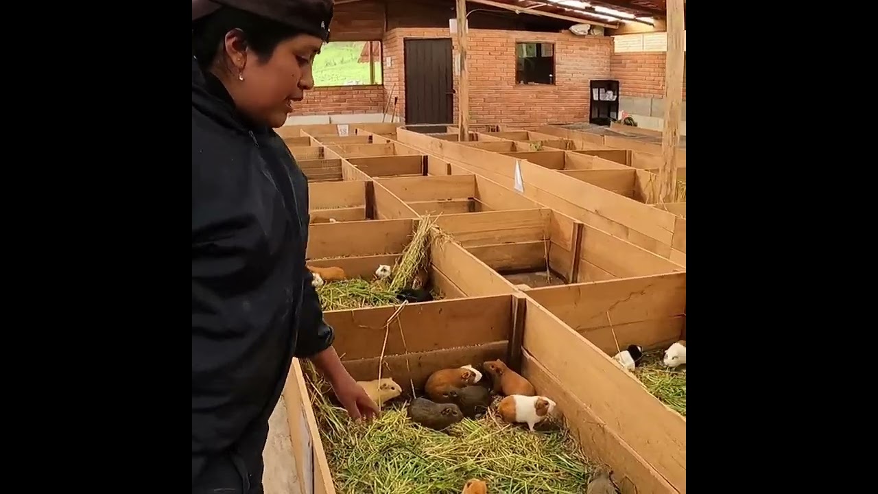 Asi es la crianza de los cuyes en ecuador 🐹🐹🐹🐹en pozas