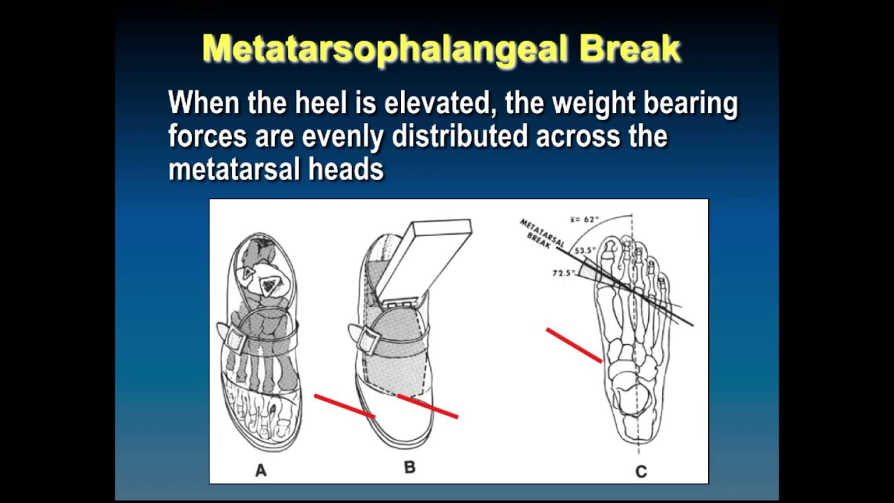 565 Biomechanics of Gait