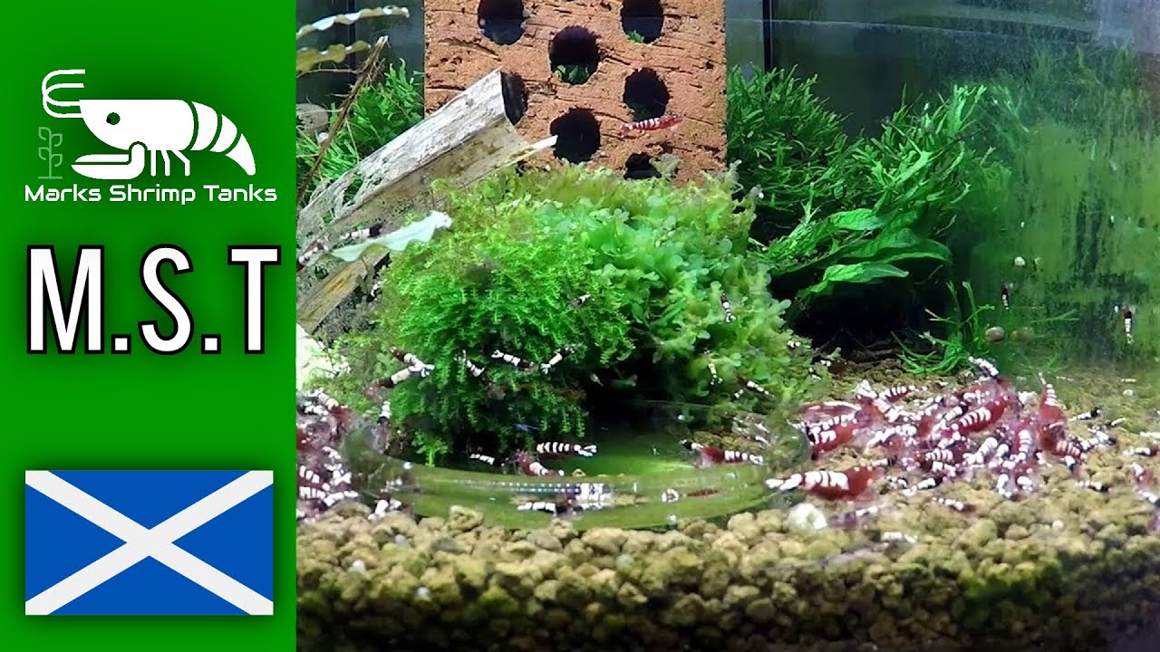 Breeding Red Zebra Pinto Shrimp on Akadama