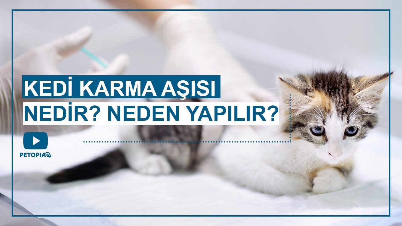 Kedi Karma Aşısı Nedir? Neden Yapılır?