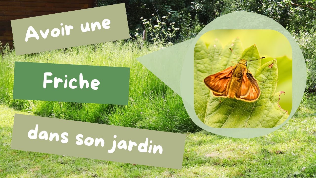 Avoir une FRICHE dans son jardin ! (ça attire plein d'espèces)