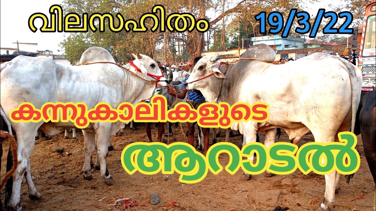 Kuzhalmannam chantha | 19/3/22 | Aaratt |  Buffalo | TECH AND VLOGS