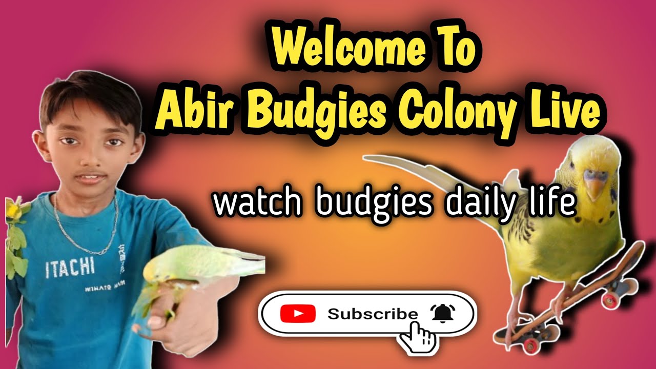 welcome to Abir Budgies Colony Live Frends watch colourful Budgies and enjoy the birds playing