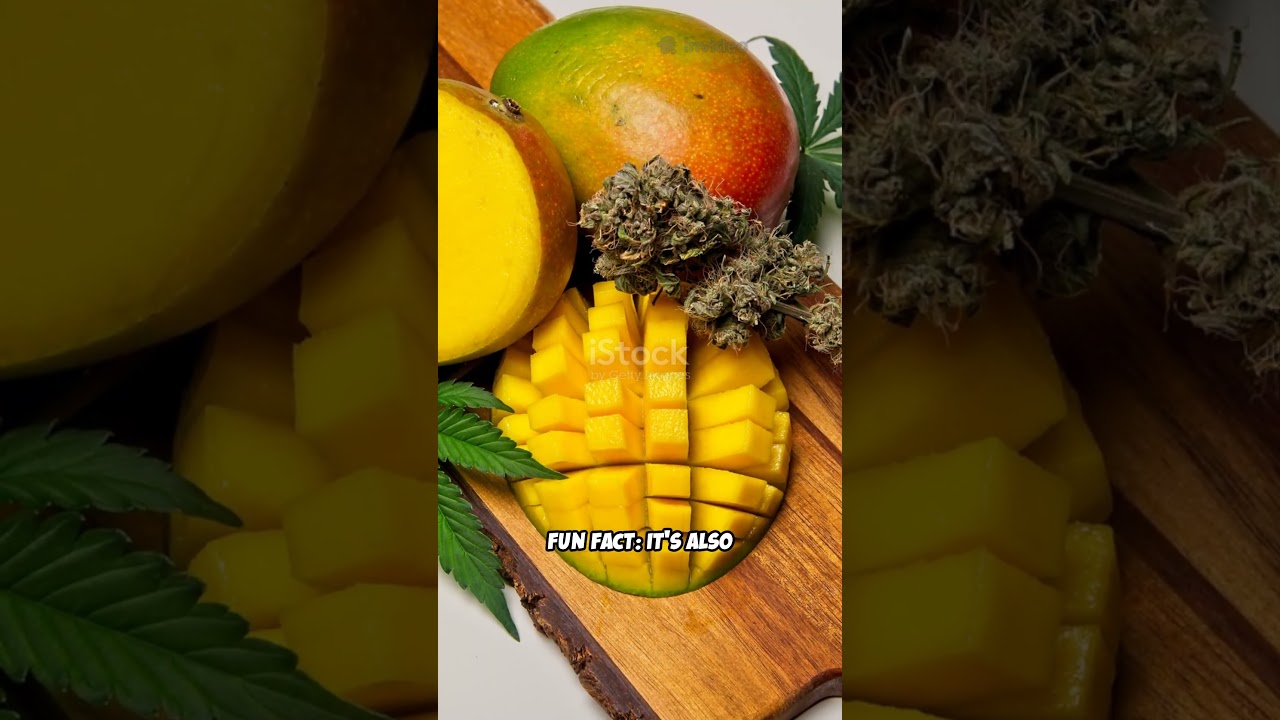 Myrcene: The Terpene Behind the Couch-Lock #cannabiseducation #cannabisterpenes #cannabistalk101