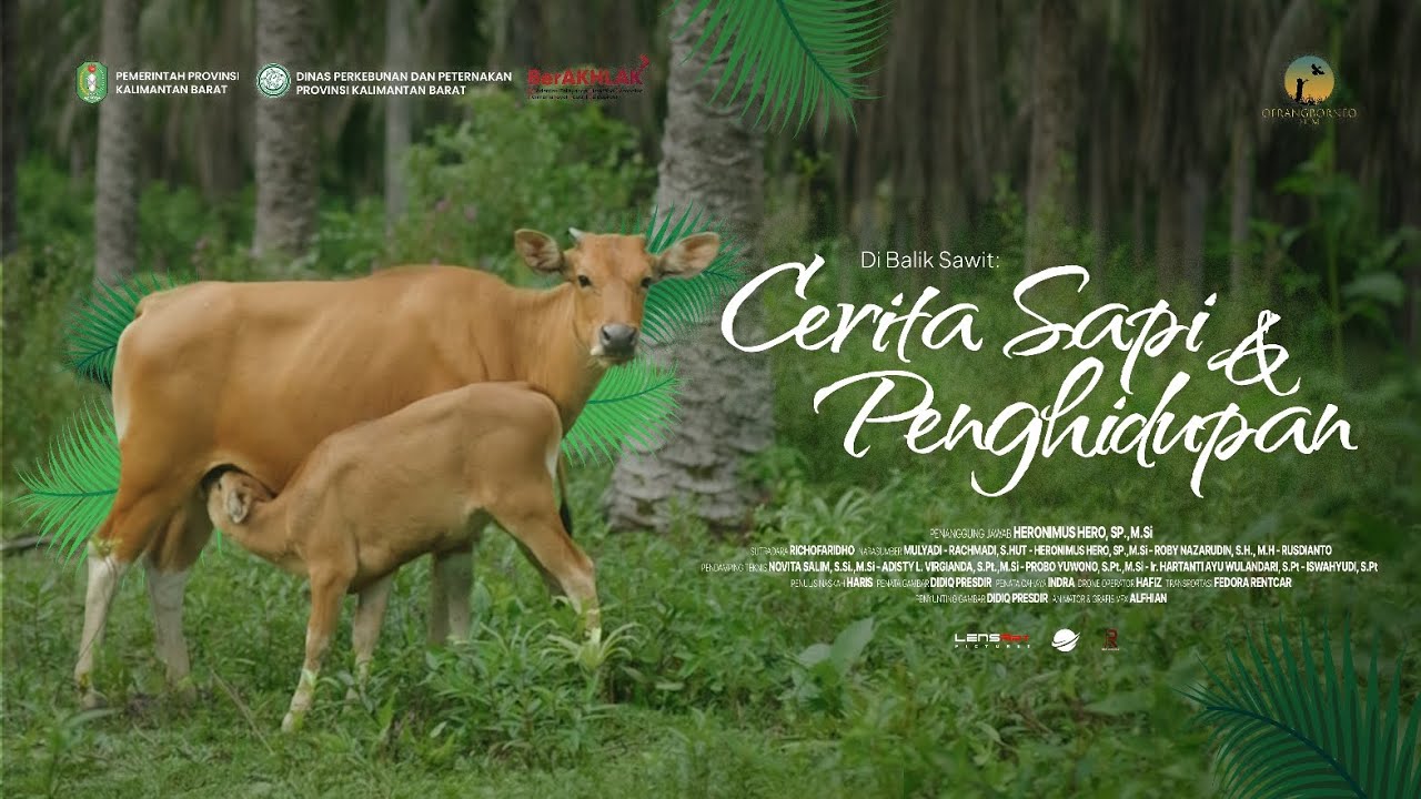 Cerita Sapi dan Penghidupan di Provinsi Kalbar