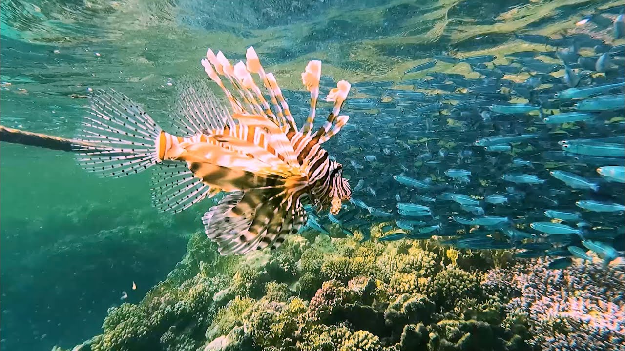 Ind. Rotfeuerfisch / Common Lionfish / Devil Firefish (Pterois Miles) Rotes Meer Red Sea Snorkeling
