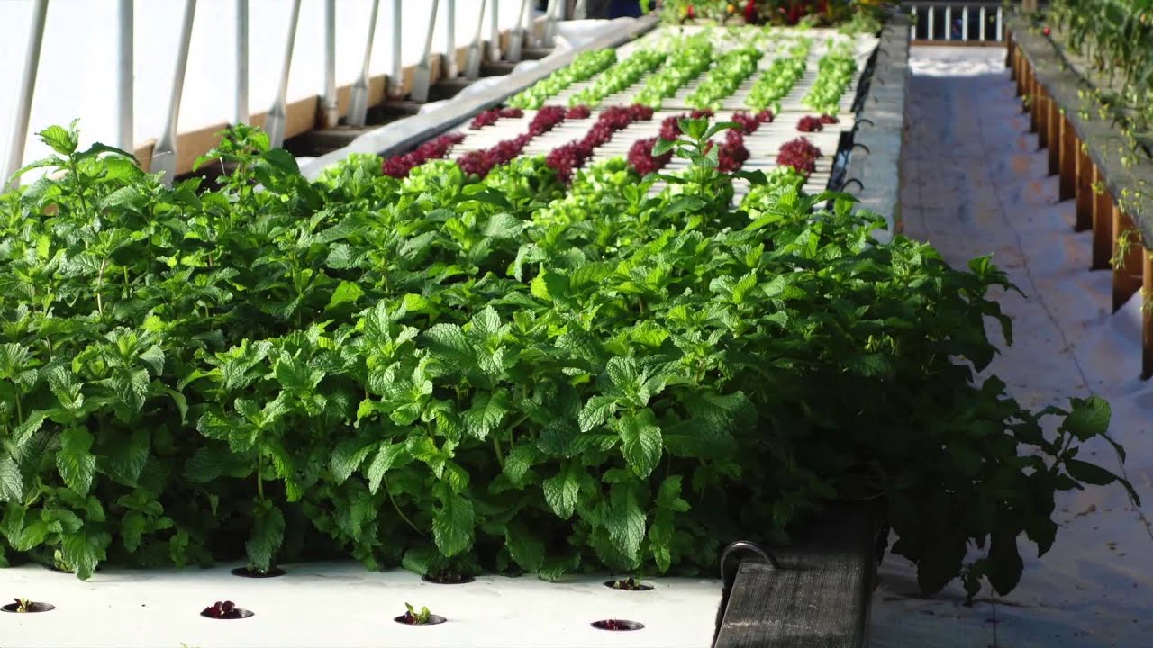 Une vraie ferme aquaponique - Aquaponie.net
