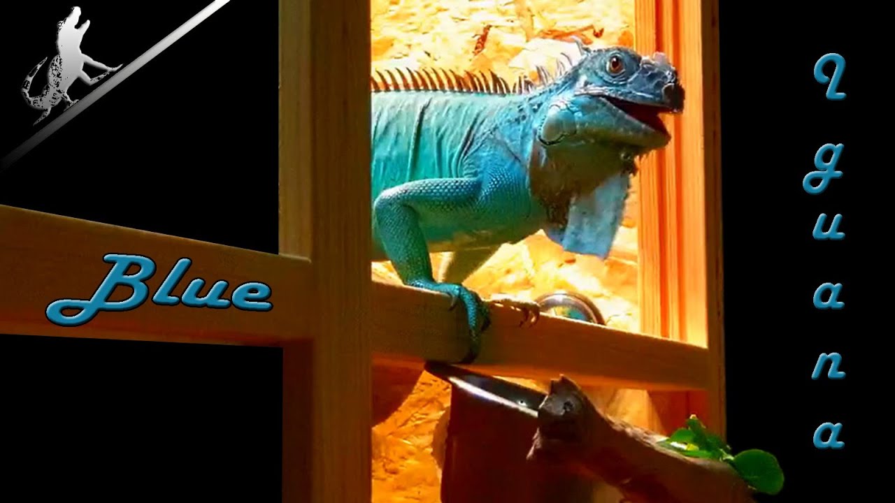 MAGNIFIQUE ET RARE IGUANE BLEU : UN SPECTACLE ÉBLOUISSANT !