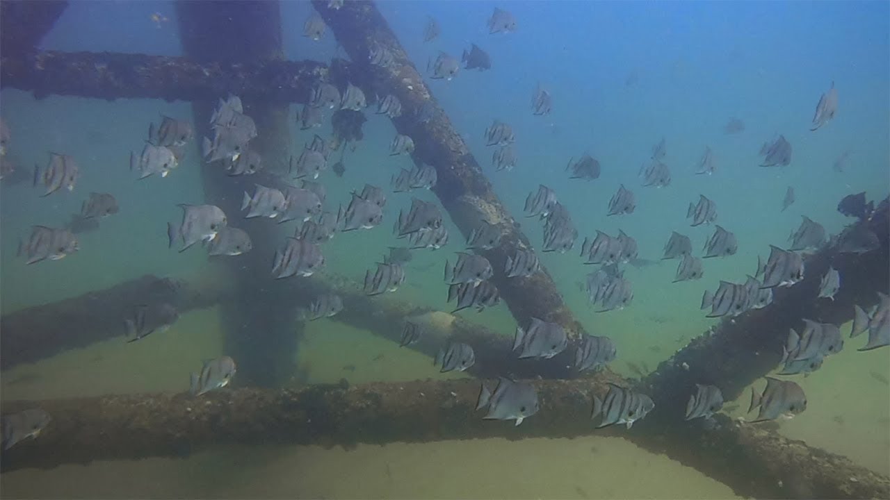 Diving the Chesapeake Tower, (Sealife 3.0) and a Gereat White Shark
