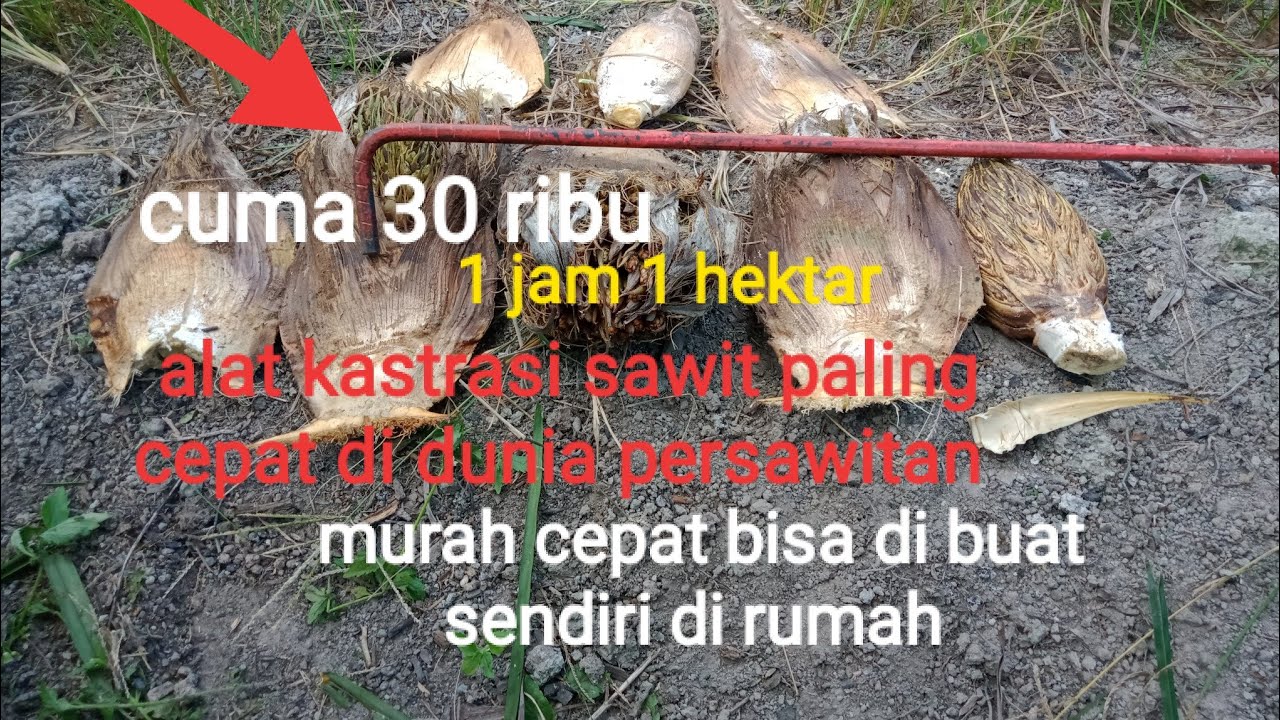 ALAT KASTRASI SAWIT TERCEPAT Di DUNIA persawitan 1 jam 1 hektar #kastrasi #sawit