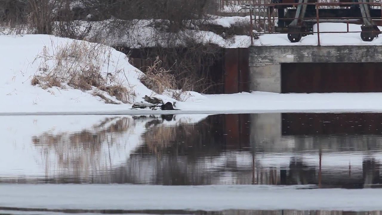 Vydra říční (Lutra lutra) - Czech wildlife