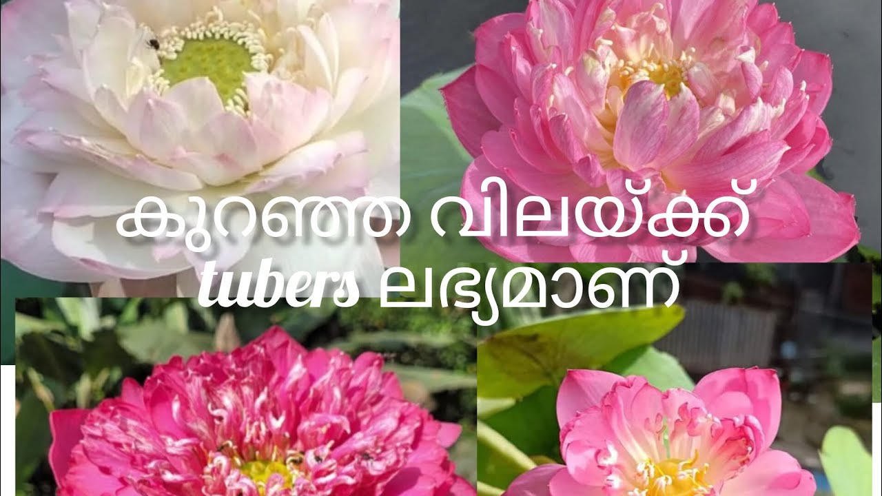 കുറഞ്ഞ വിലയ്ക്ക് tubers ലഭ്യമാണ്